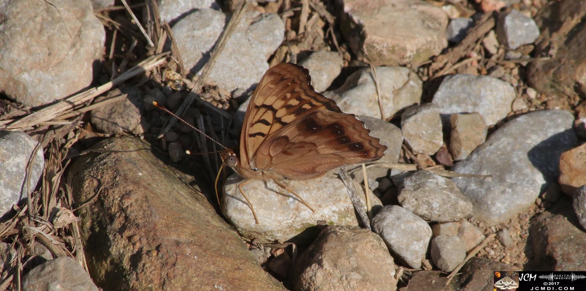 Emperor butterfly feeding on road